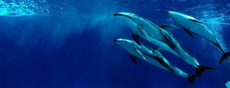 Дельфины в Хаккейдзима Си Парадайз